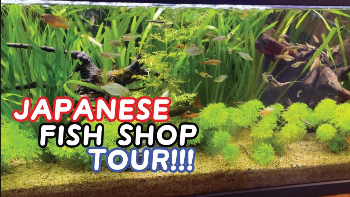 JAPAN Fish Store Tour | EPIC Japanese RICE FISH setups!