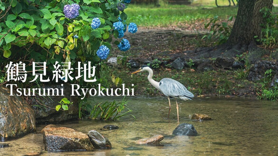 鶴見緑地の紫陽花 2023 Osaka Walk – Hydrangea in Tsurumi Ryokuchi 4K HDR Japan 鶴見緑地の紫陽花 2023 Osaka Walk - Hydrangea in Tsurumi Ryokuchi 4K HDR Japan