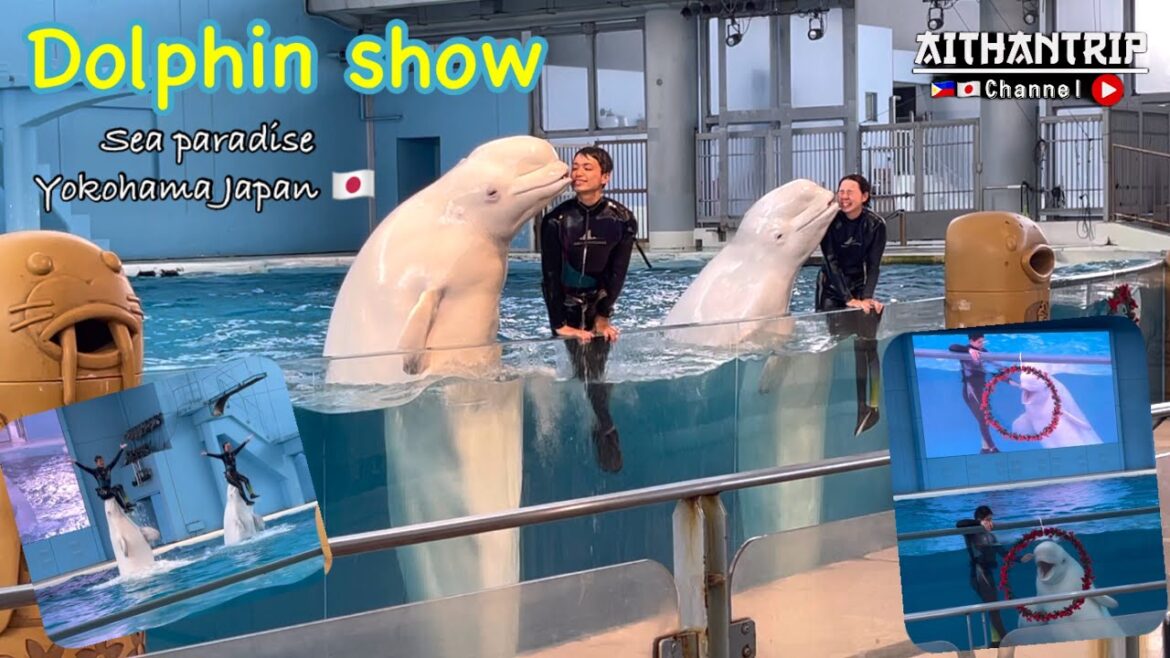 Dolphin show || white Dolphin || Yokohama Hakkeijima Sea Paradise Japan 🇯🇵 || AithanTrip Channel