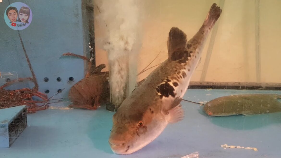 Pufferfish Sashimi 🐡, Minami, Kuromon Market Osaka Japan #ASMR #JTFunWorld Pufferfish Sashimi 🐡, Minami, Kuromon Market Osaka Japan #ASMR #JTFunWorld