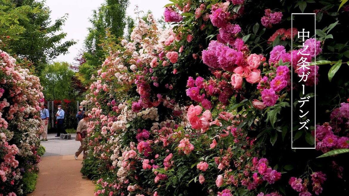 Rose garden of Nakanojo Gardens 2023 Spring. 中之条ガーデンズの春のバラ園 #rose #roses #englishgarden Rose garden of Nakanojo Gardens 2023 Spring. 中之条ガーデンズの春のバラ園 #rose #roses #englishgarden