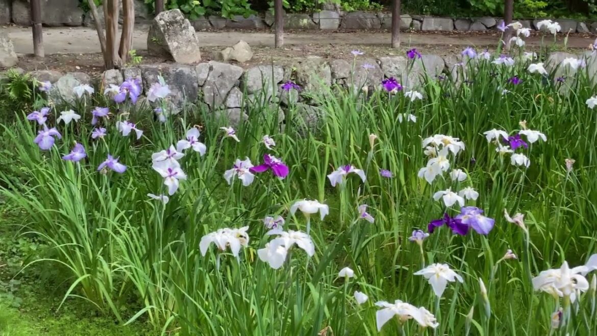 23/6/4 夜宮公園 菖蒲 Walking tour of Shobu Park in Fukuoka, Japan