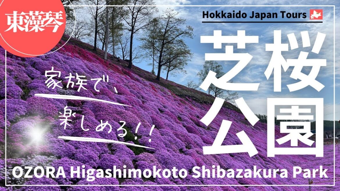 【Hokkaido Ozora】Higashimokoto Shibazakura Park in spring