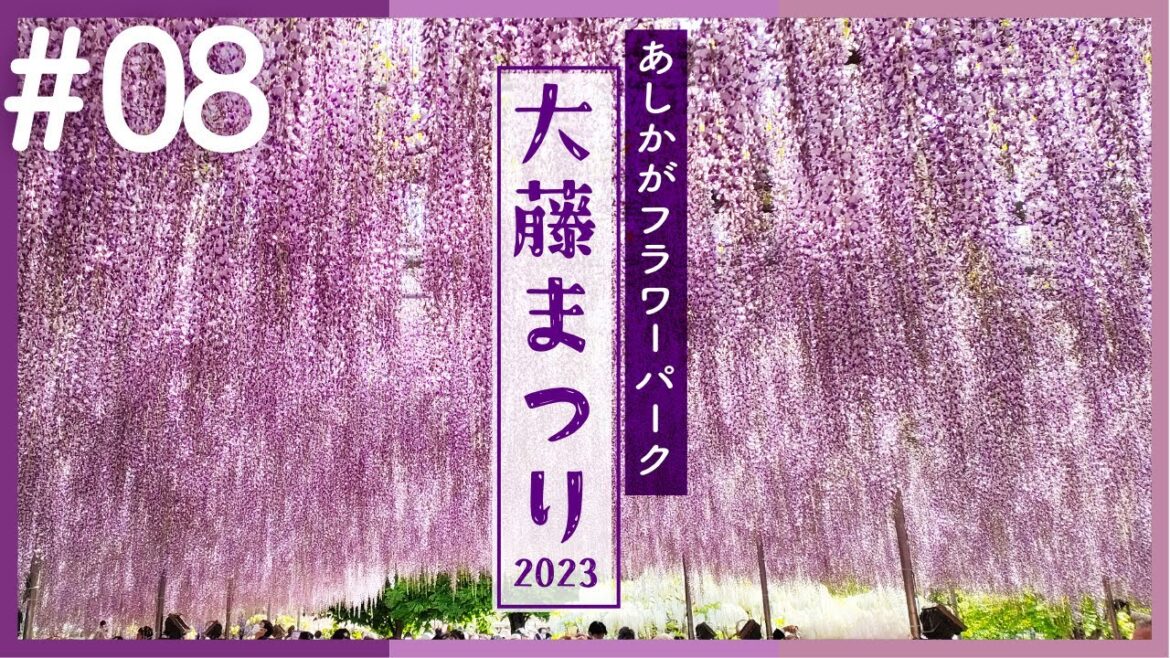 【あしかがフラワーパーク】大藤まつり2023大藤圧巻の美しさ!白藤見頃!園内が最も美しい時期!ふじのはな物語 【栃木県足利市】 【あしかがフラワーパーク】大藤まつり2023大藤圧巻の美しさ!白藤見頃!園内が最も美しい時期!ふじのはな物語 【栃木県足利市】