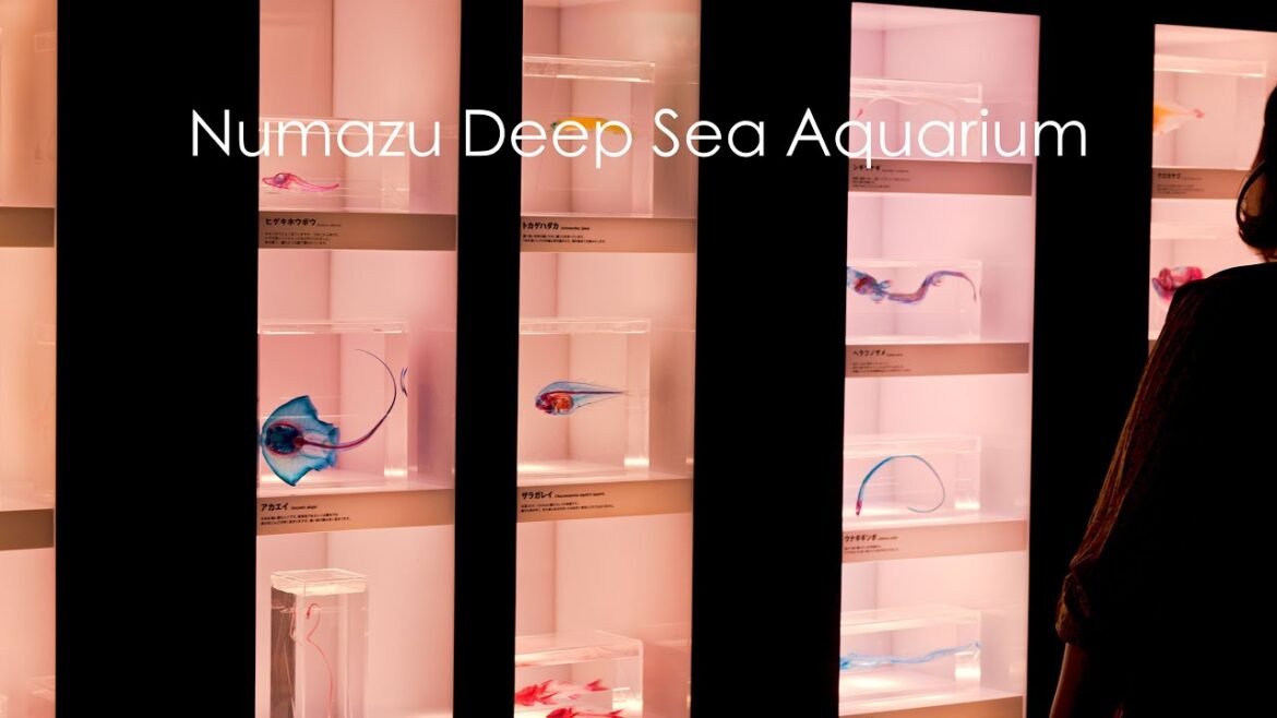 沼津港深海水族館 | Numazu Deep Sea Aquarium with EOS R5