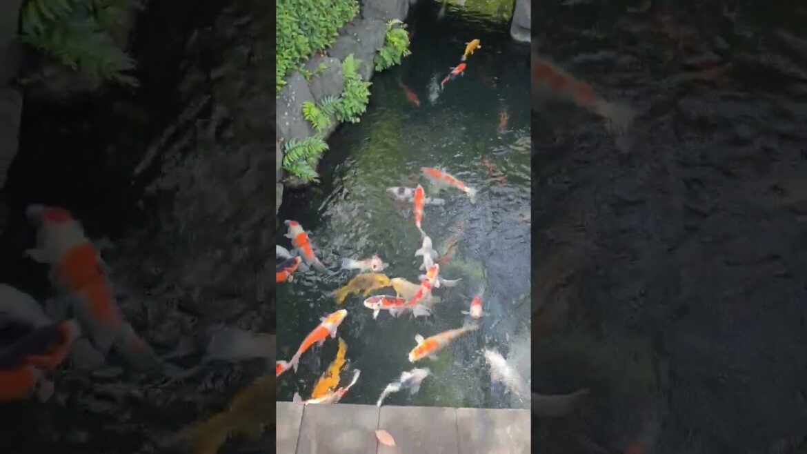 Japanese Coy Pond. #4k #2023 #shortsvideo #japantravel #travel #shorts #Japan #nature #tokyo