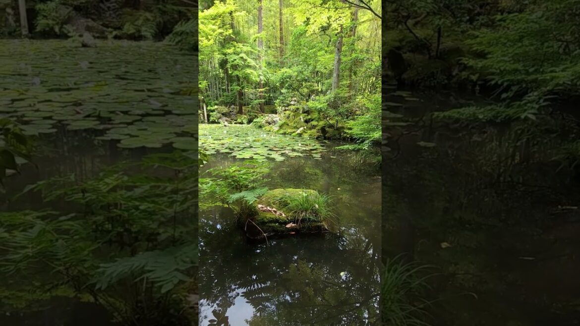 天授庵 Tenju-an Temple #kyoto #japan #shorts