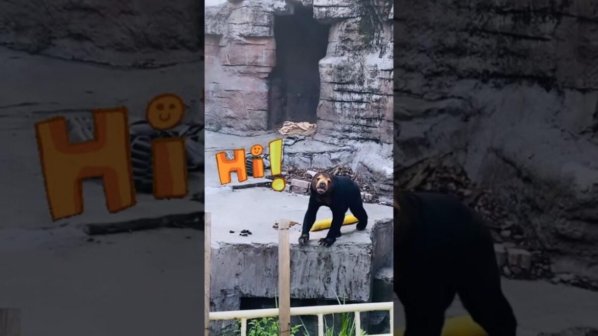 #덴노지동물원 #오사카필수코스 위치는 설명에