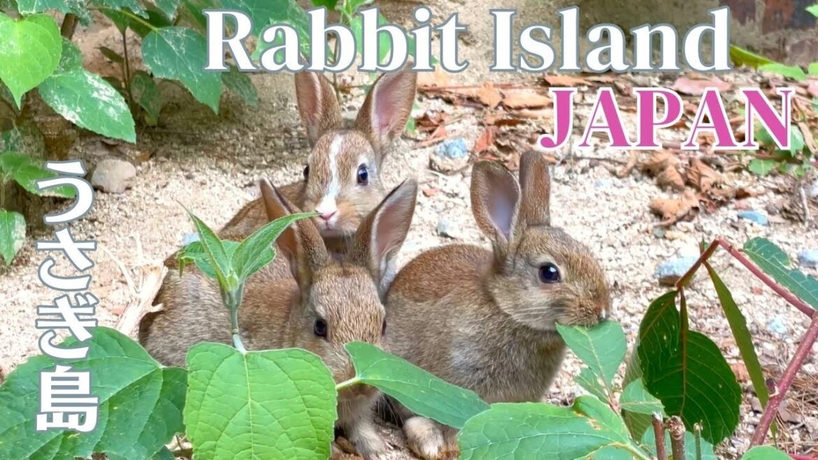 Too Cute!! Visiting Japan’s Rabbit Island🐇🐰🐇🥕 Hiroshima okunoshima | ASMR | 大久野島 うさぎ島 ラビットアイランド Too Cute!! Visiting Japan's Rabbit Island🐇🐰🐇🥕 Hiroshima okunoshima | ASMR | 大久野島 うさぎ島 ラビットアイランド