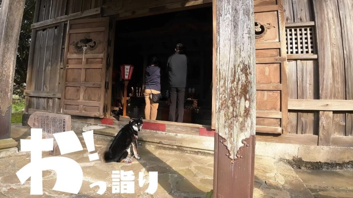 「オートキャンプ銀河」黒柴と3泊4日伊豆キャンプ③ 「オートキャンプ銀河」黒柴と3泊4日伊豆キャンプ③