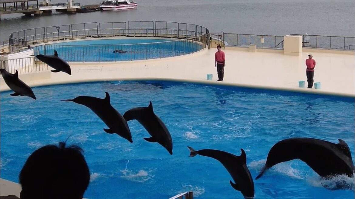 Japan Aquarium Dolphin Show! Fukuoka Marine World Japan Aquarium Dolphin Show! Fukuoka Marine World