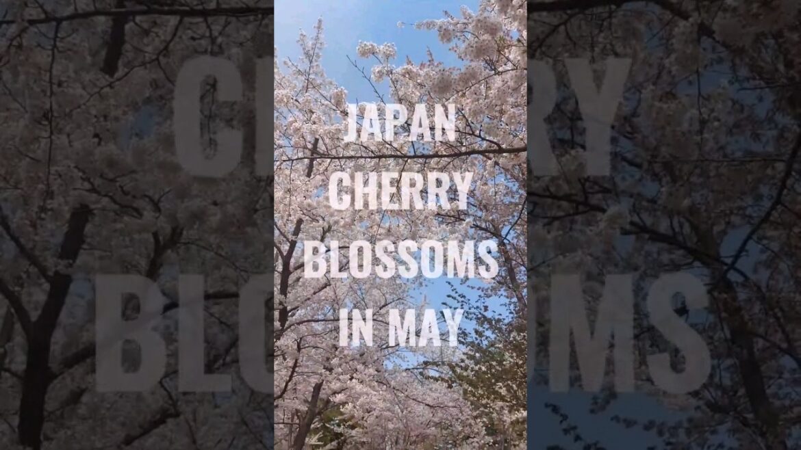 Cherry Blossom Japan 2023: Best Sakura Viewing Spots Sapporo #japan #cherryblossom #sakura #shorts
