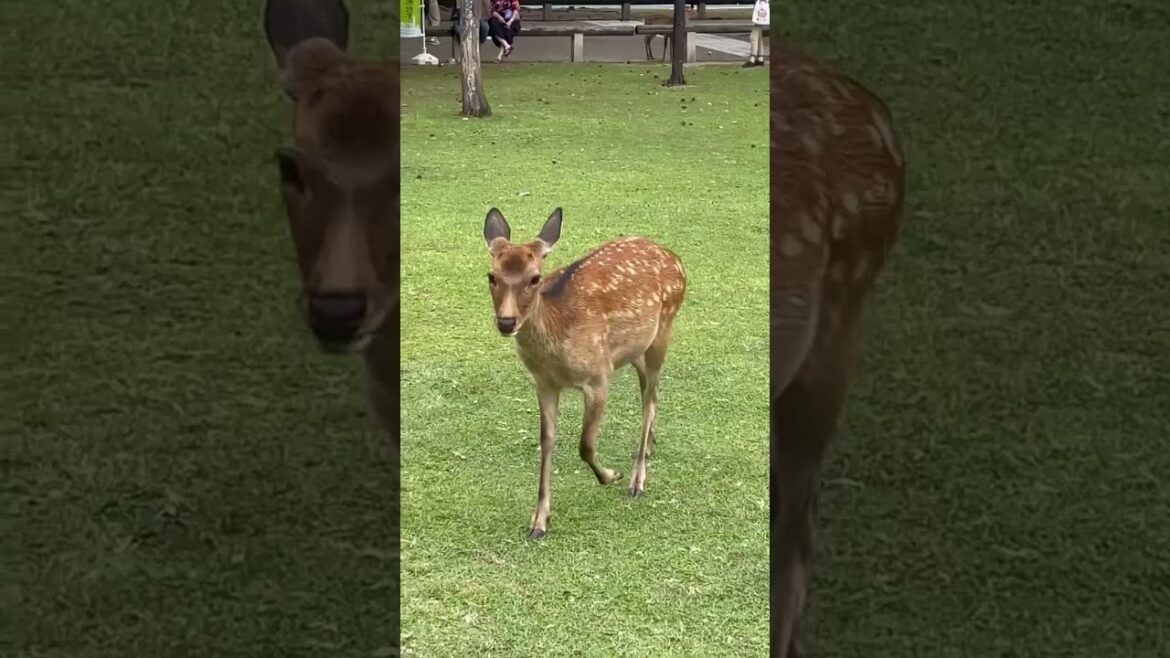 Japan diaries 🇯🇵