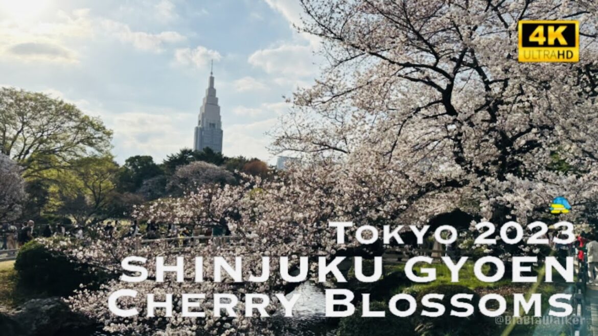 [4K] SHINJUKU GYOEN Cherry Blossoms in Tokyo 2023 💛 Walking Tour / 新宿御苑 桜 花見 東京 散歩 2023