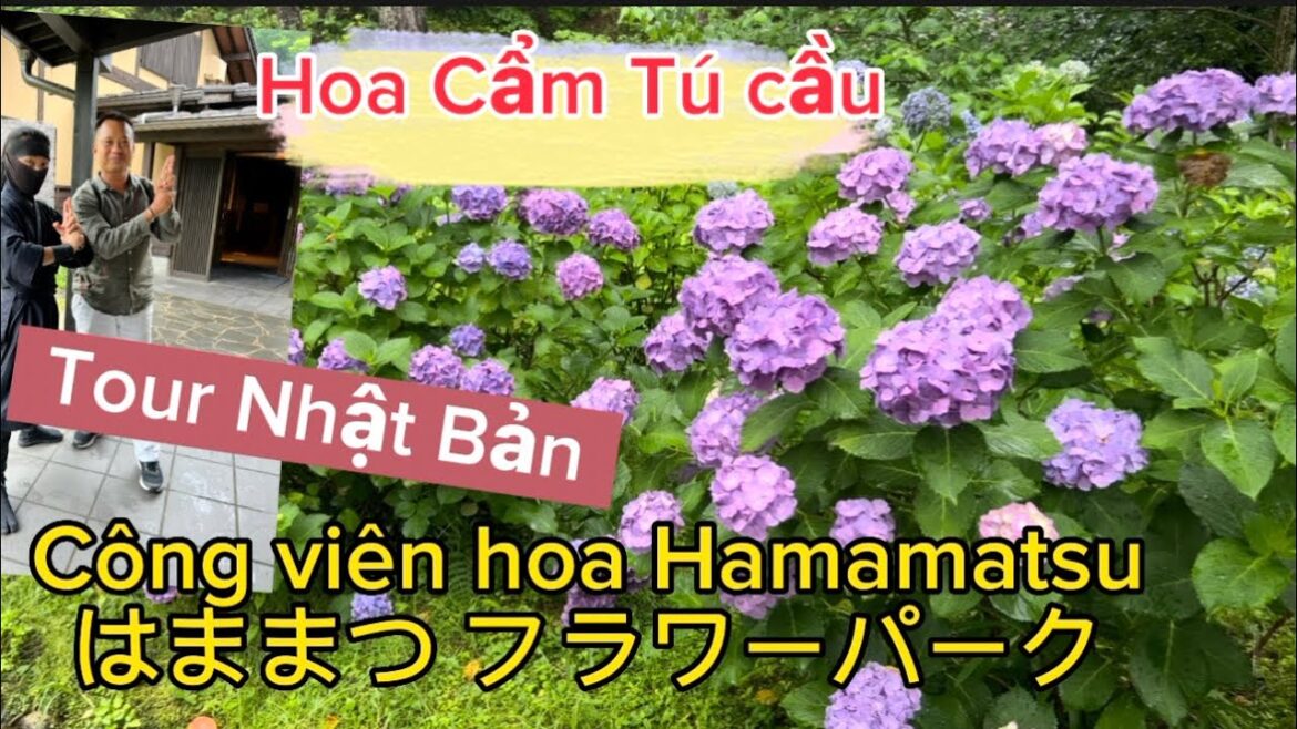 Tour Nhật Bản Thăm Công viên Hamamatsu Mùa Hoa Cẩm Tú Cầu #tournhatban #congvienhamamatsu