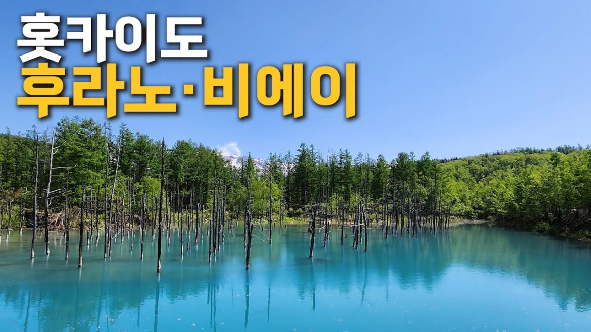 일본여행 홋카이도의 자연 후라노·비에이 | 청의호수 | 흰수염폭포 | 팜토미타 | 라벤다 | 홋카이도 털게