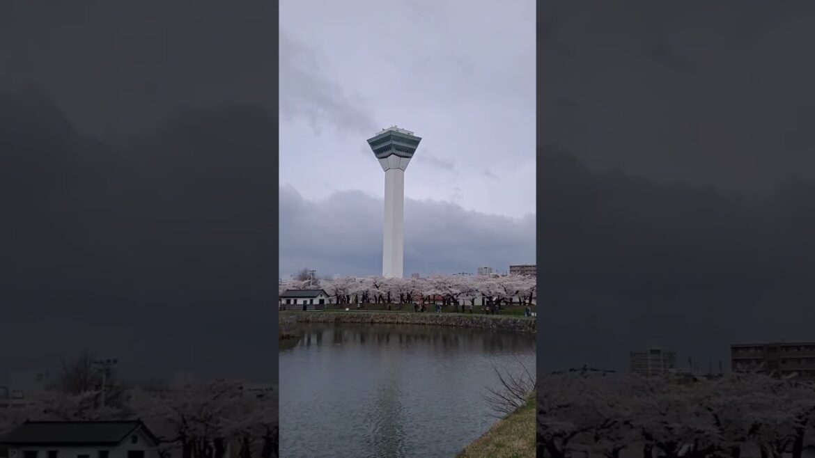 Sakura 2023 - Goryokaku Hakodate - Hokkaido