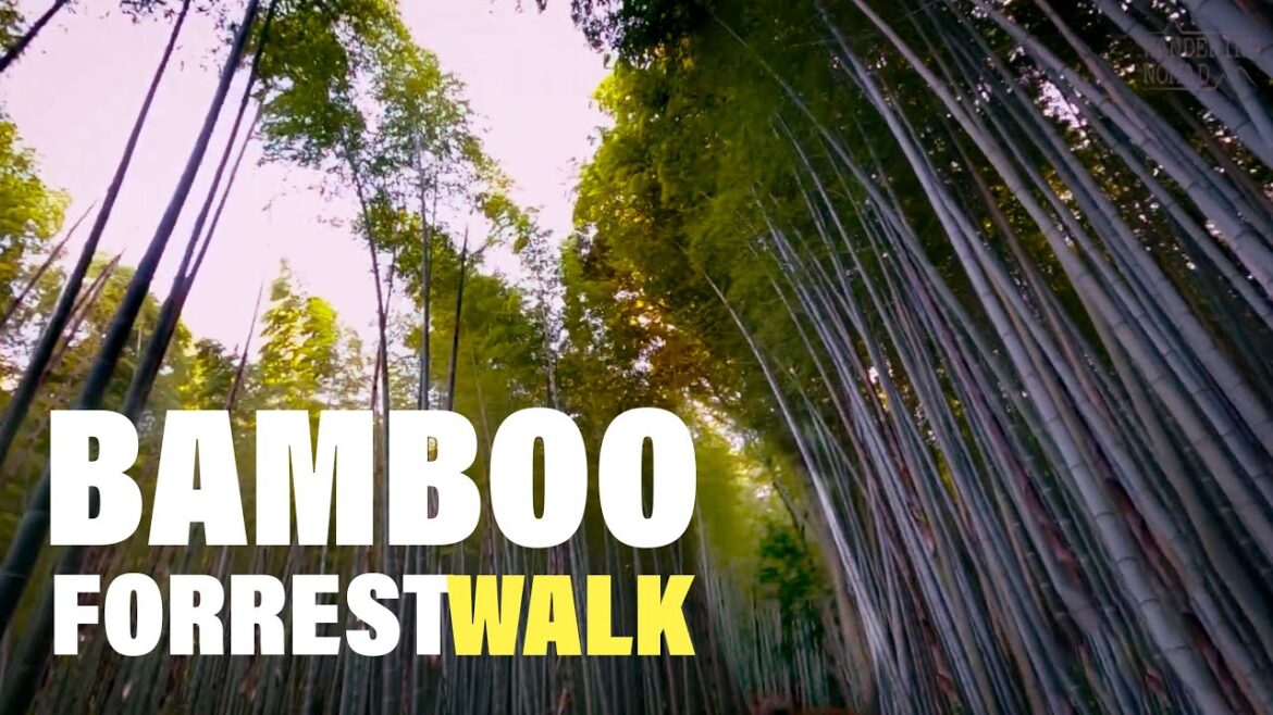 【4K HDR】Walk in Kyoto Arashiyama Bamboo & Kimono Forests(嵐山散歩)