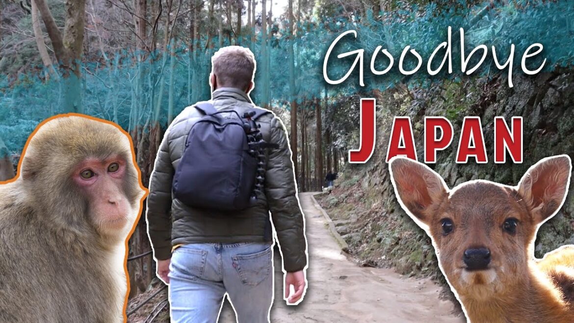 Final Days in Japan | Kyoto Monkeys! | Nara Deer! Final Days in Japan | Kyoto Monkeys! | Nara Deer!