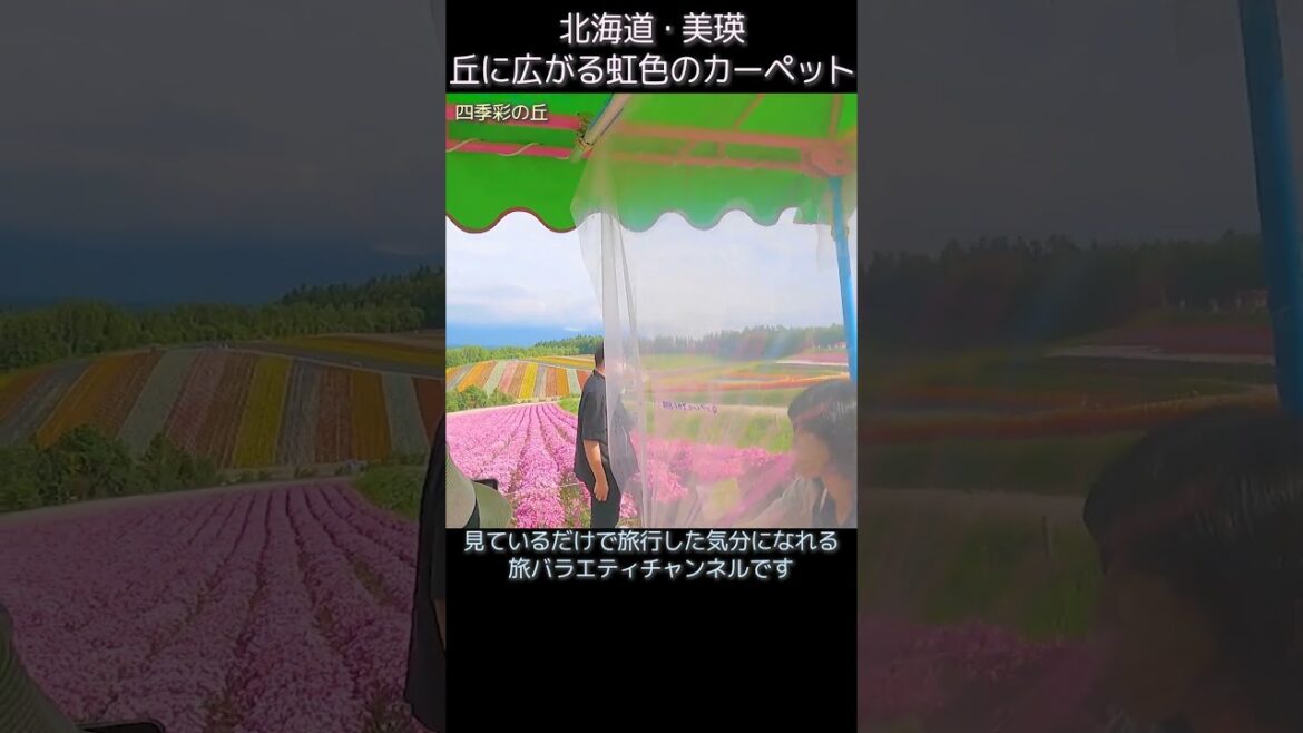 丘に広がる虹色のカーペット「四季彩の丘」 #shorts #北海道 #旅行 #美瑛