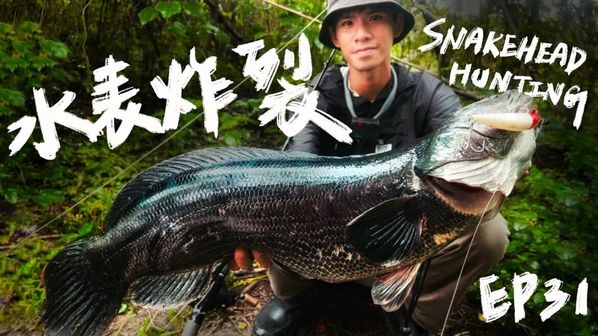 【庫斯比】第31集 水表永遠是路亞最有魅力同時又讓人又愛又恨的玩法!泰國鱧、魚虎水表特別篇🐯 【庫斯比】第31集 水表永遠是路亞最有魅力同時又讓人又愛又恨的玩法!泰國鱧、魚虎水表特別篇🐯