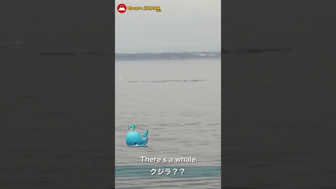 Drift Ice and Whales Shiretoko Sea #shiretoko #流氷