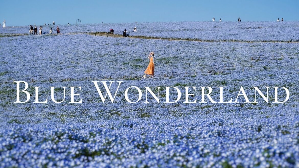 🔴Japan Trip: Field of 5.3 Million ‘Baby Blue Eyes’ Flowers | Hitachi Seaside Park in April 🔴Japan Trip: Field of 5.3 Million 'Baby Blue Eyes' Flowers | Hitachi Seaside Park in April