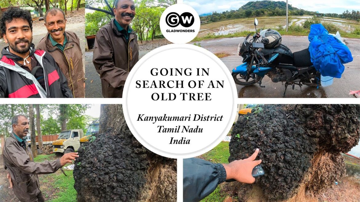 Going in Search of an Old #Tree - Esanthimangalam -  Thittuvilai - Thovalai Taluk Office #Vanda