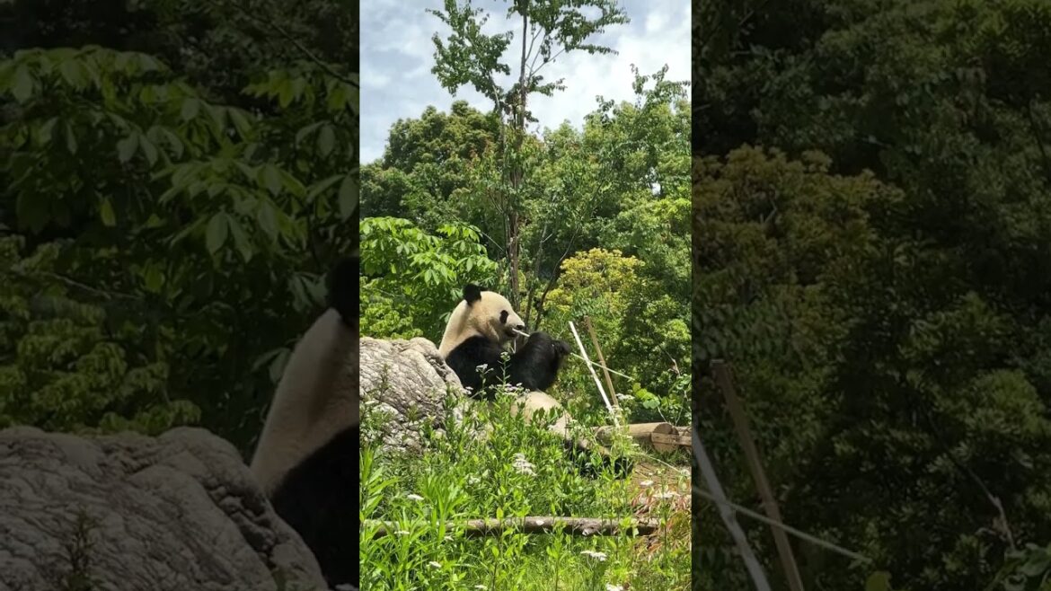 笹を爆食い!?上野のアイドル 笹を爆食い!?上野のアイドル