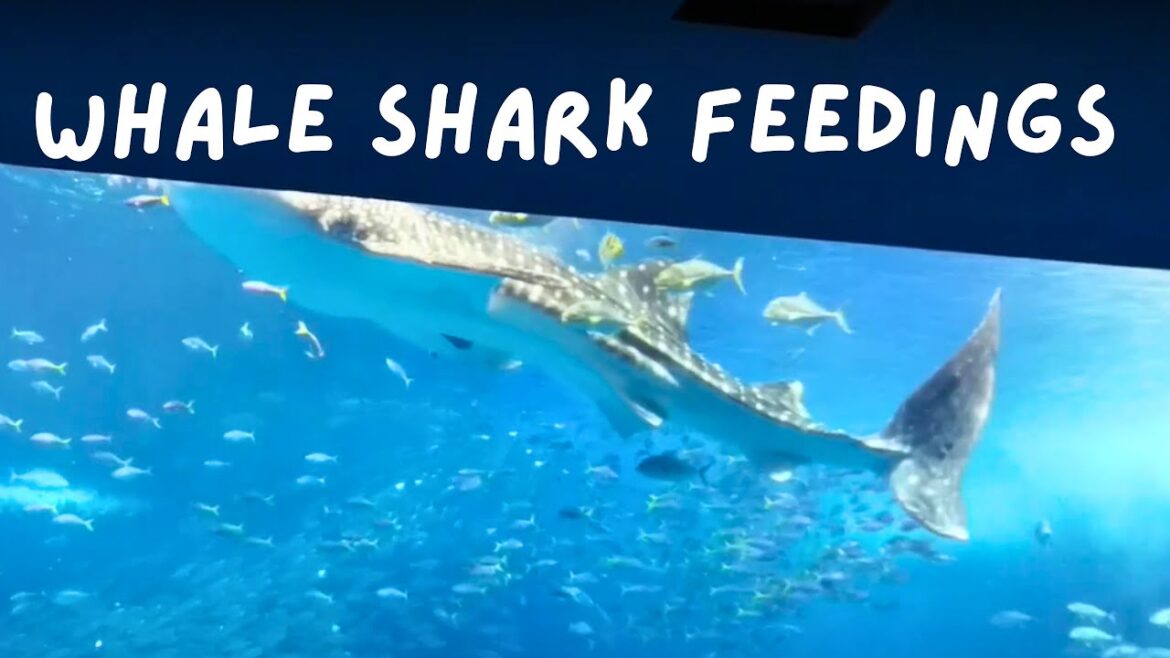 Whale shark feedings in the Okinawa Churaumi Aquarium