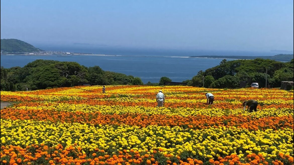 Nokonoshima Flower Island🇯🇵LIVE Walking in Japan Nokonoshima Flower Island🇯🇵LIVE Walking in Japan