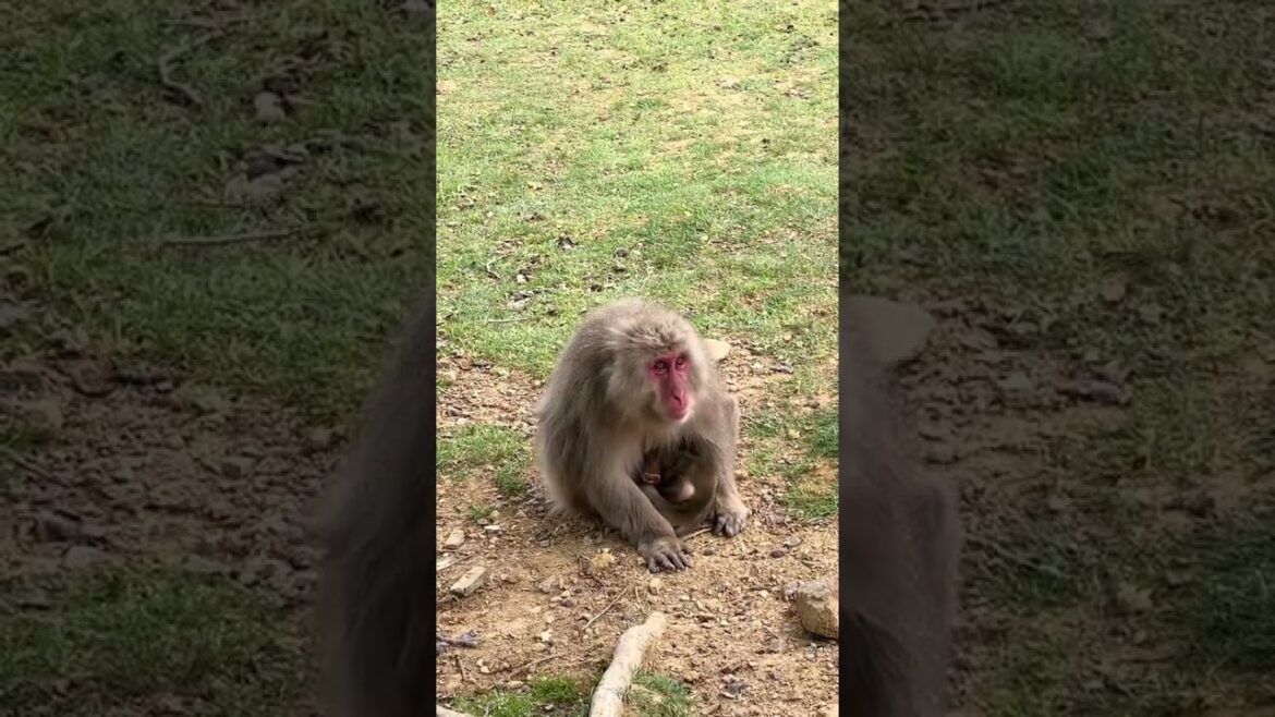 Monkey paradise #arashiyama #kyoto #japan #short #shorts #travel #globetrotter #monde #shortsfeed