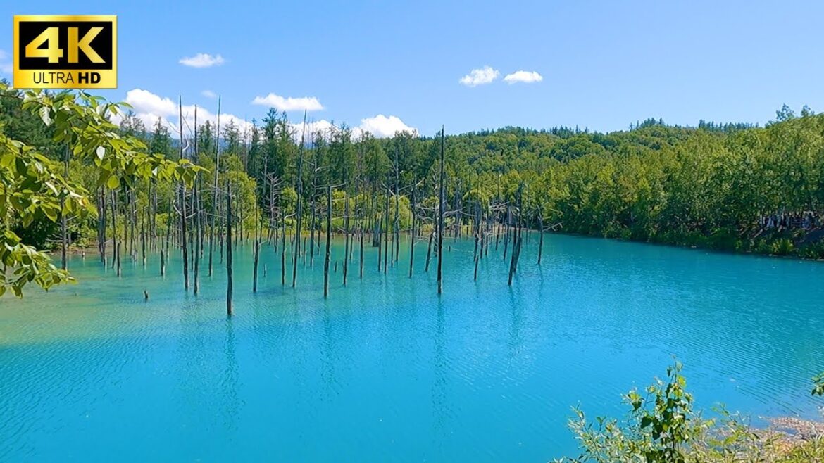 Hokkaido summer trip in Japan with lots of beautiful nature | biei, vlog, travel, walk | vol.2 Hokkaido summer trip in Japan with lots of beautiful nature | biei, vlog, travel, walk | vol.2