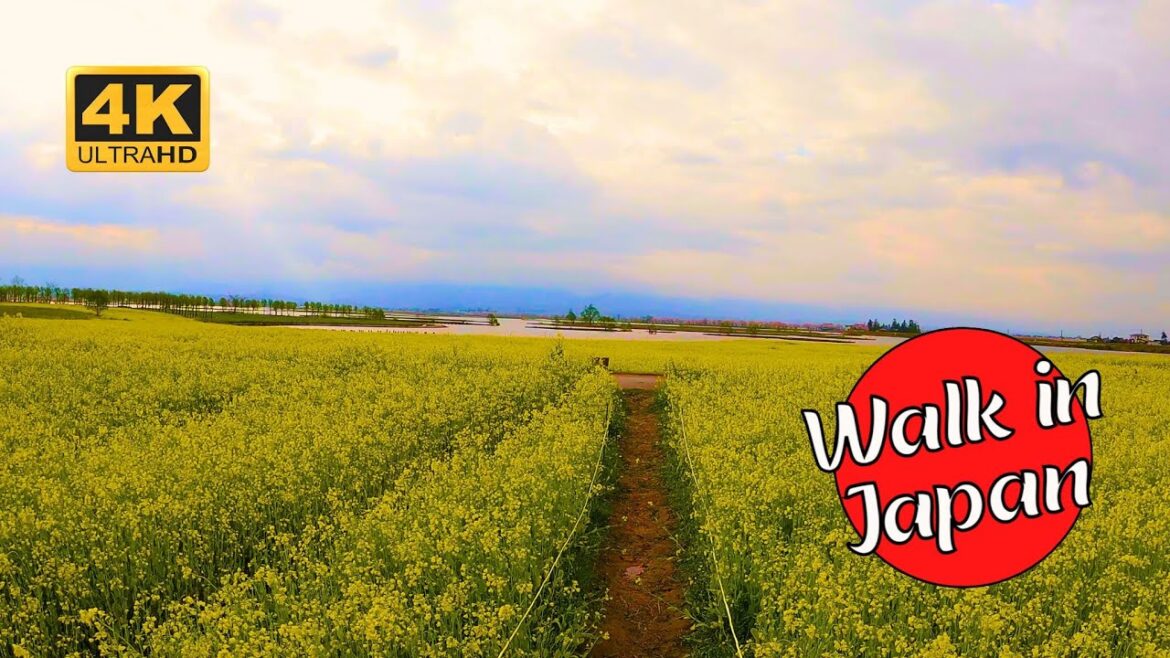 Canola Field in Full Bloom at Fukushima Lagoon [4K 60FPS]