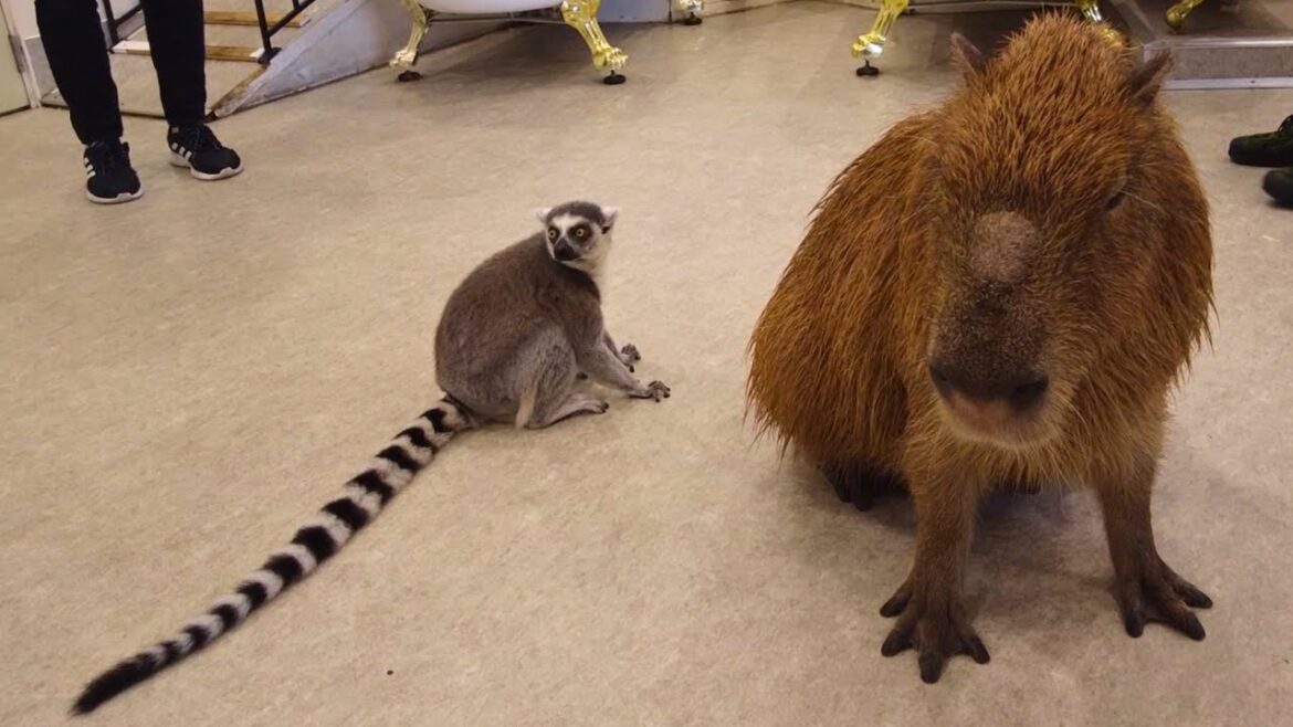 Adorable Capybara & Ring-Tailed Lemur at Shopping Mall in Japan Yokohama Adorable Capybara & Ring-Tailed Lemur at Shopping Mall in Japan Yokohama