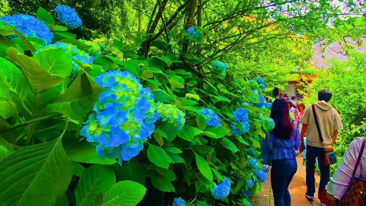 Hydrangeas Temple full bloom Tokyo Walking Tour -4K- Travel guide