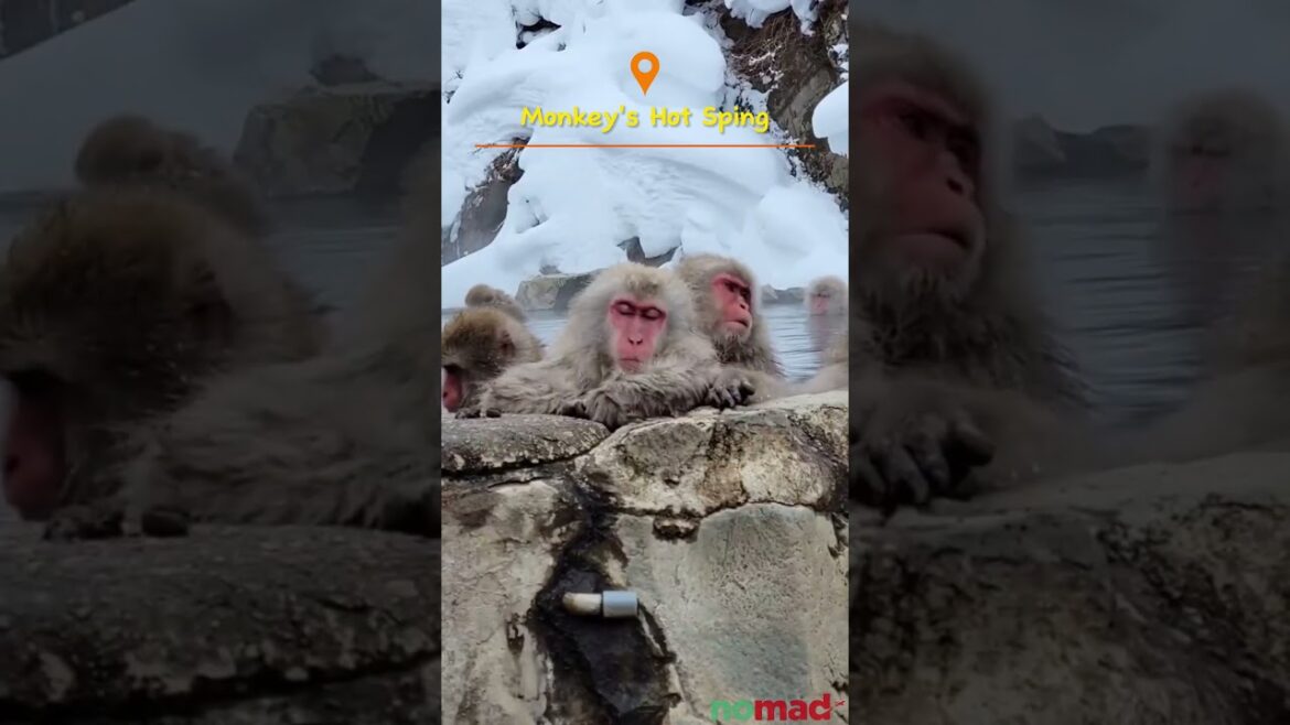 Most Beautiful places in Japan!!! #shorts #japan #nomad