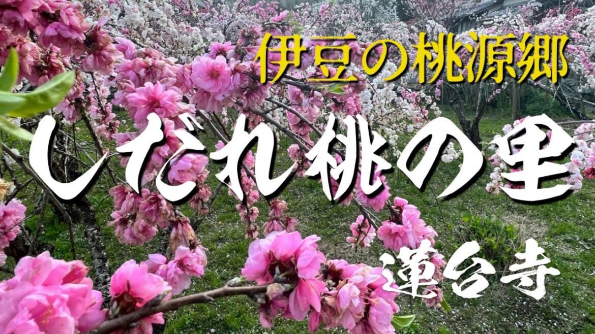 伊豆の桃源郷・しだれ桃の楽園｜なまこ壁のカフェ・平野屋｜No.79