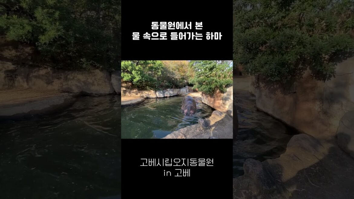 Hippo entering the water seen at the zoo