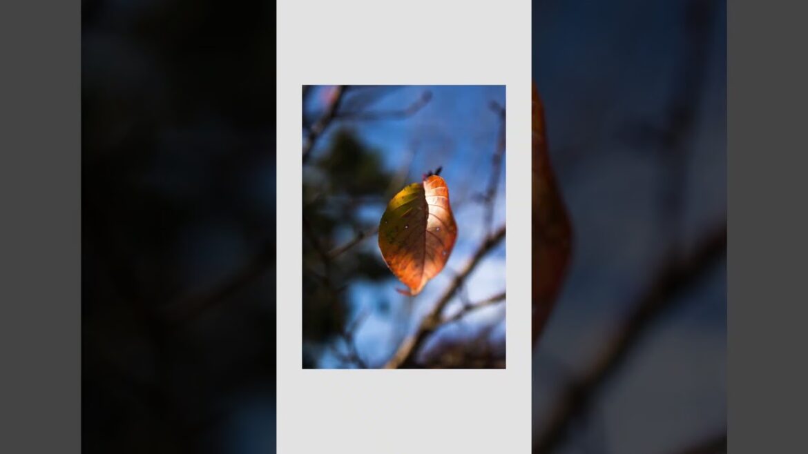 Street Photography in Kyoto #shorts #photography #japan Street Photography in Kyoto #shorts #photography #japan