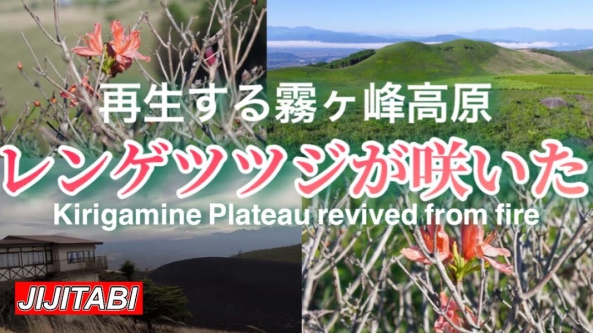 レンゲツツジが咲いた霧ヶ峰車山火災からの復活Venus line Fujimidai with Rhododendron japonicum blooming