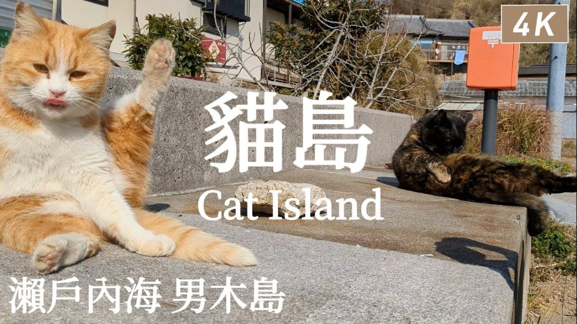男木島 ｜日本的隱藏版貓島🐾在迷宮般的村莊散步、島上名物章魚料理、神社眺望瀨戶內海、戶外藝術作品、高松地標塔烏龍麵｜四國旅遊、香川旅遊、日本旅遊、Satori日本生活