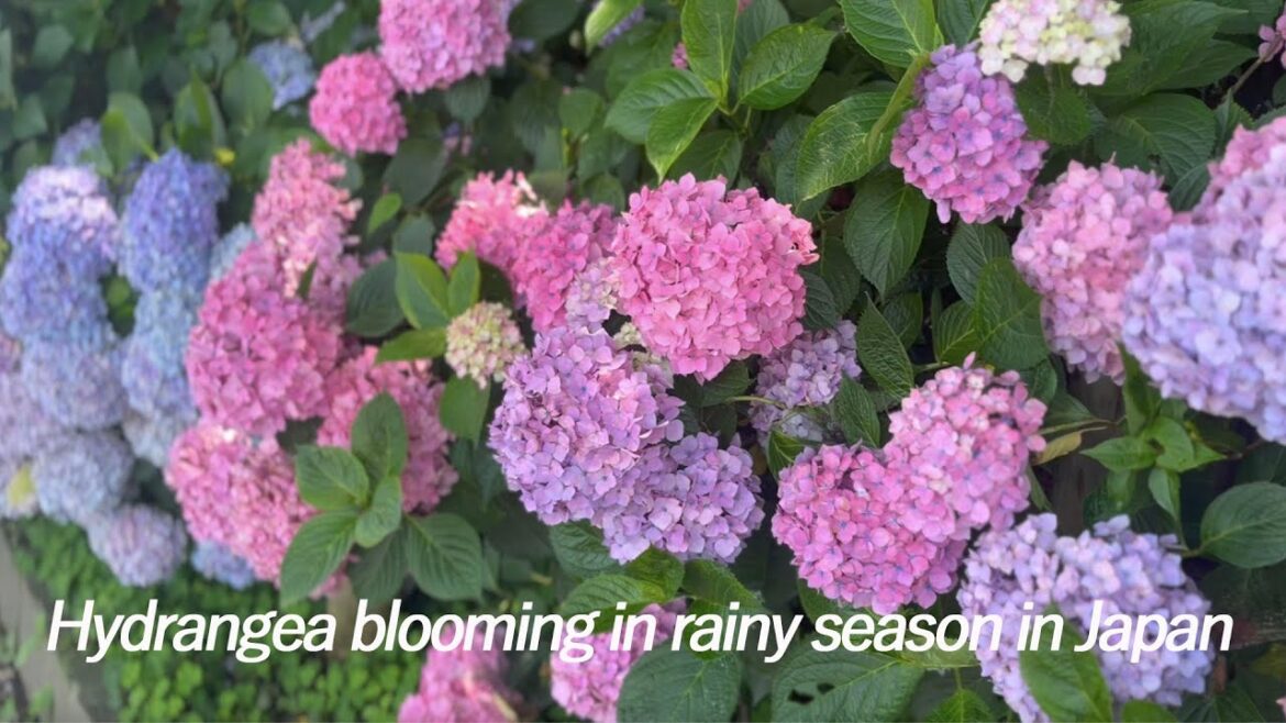 Cherry blossoms in Japan are famous, but hydrangeas that bloom in the rainy season are also popular. Cherry blossoms in Japan are famous, but hydrangeas that bloom in the rainy season are also popular.