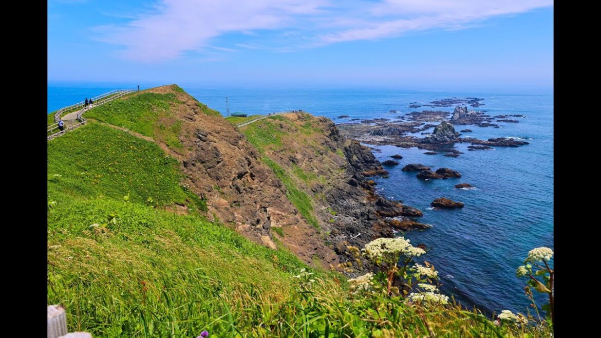 8K HDR 北海道 えりも岬 初夏の花とゼニガタアザラシ Hokkaido,Cape Erimo,June Flowers and Earless Seals