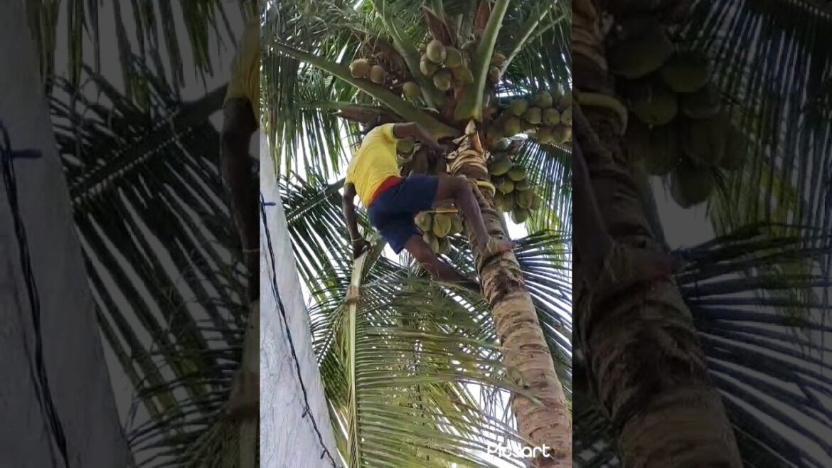 Coconut tree dressing #coconuttree #coconut #ytshorts #trending #youtubeshorts #shorts Coconut tree dressing #coconuttree #coconut #ytshorts #trending #youtubeshorts #shorts