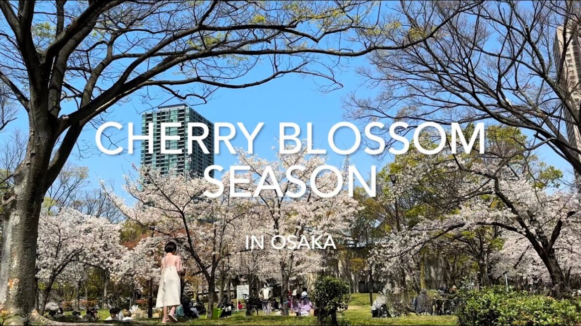 Cherry Blossom season travel vlog in Osaka, Japan 2023 | Sakura | Spring