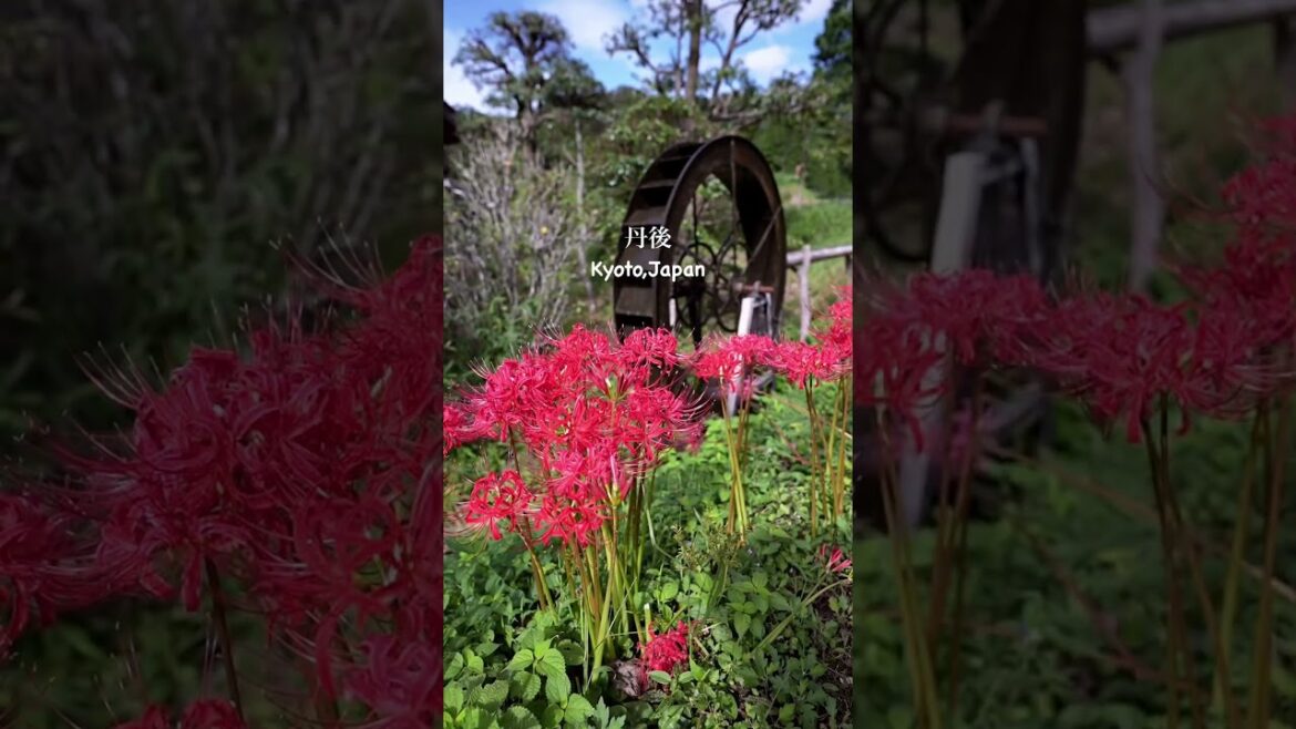 πΊ π―π΅ #japan #short #shorts #travel #vacation #explore #globetrotter #monde #shortsfeed #japanese πΊ π―π΅ #japan #short #shorts #travel #vacation #explore #globetrotter #monde #shortsfeed #japanese