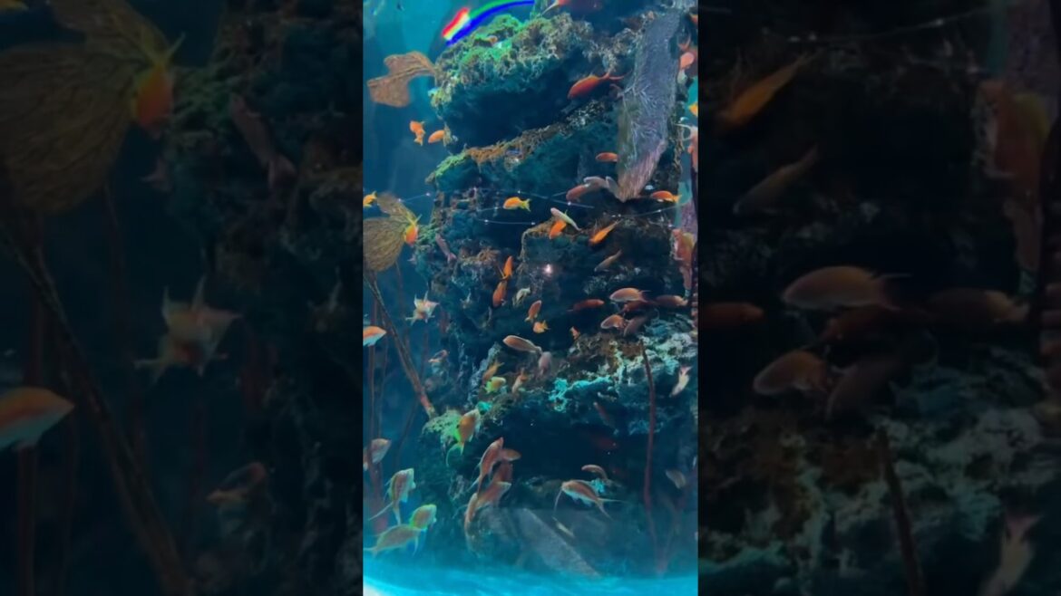 A peaceful aquarium to help you relax and fall asleep #shorts