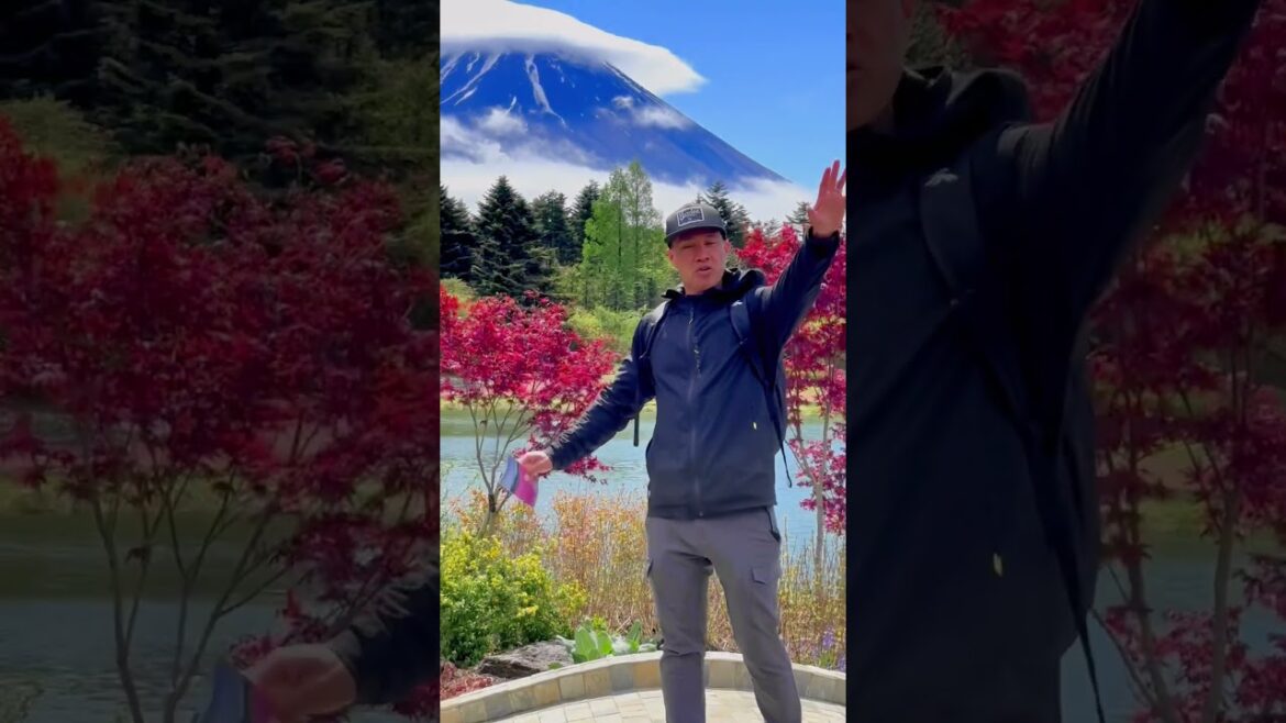 Fuji Shibazakura Festival at the foot of Mt. Fuji! #japan