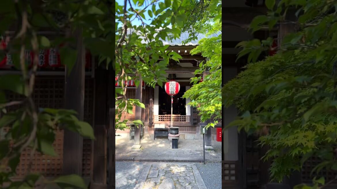 Sekizan zen-in temple #kyoto #temple #scenery #travel #nature #voyage #japon #京都 #新緑 #赤山禅院 #京都御所